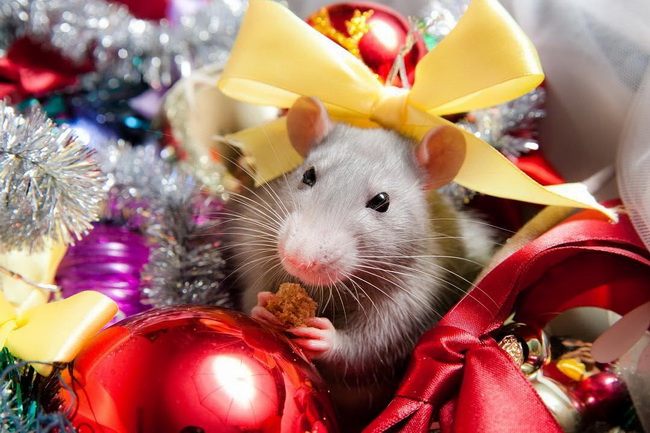 Картинки по запросу Новый год 2020 - год металлической крысы